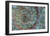 Fossil Ammonite-null-Framed Photographic Print