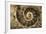 Fossil Ammonite-null-Framed Photographic Print