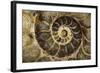 Fossil Ammonite-null-Framed Photographic Print