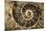 Fossil Ammonite-null-Mounted Photographic Print