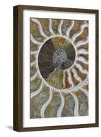 Fossil Ammonite-null-Framed Photographic Print