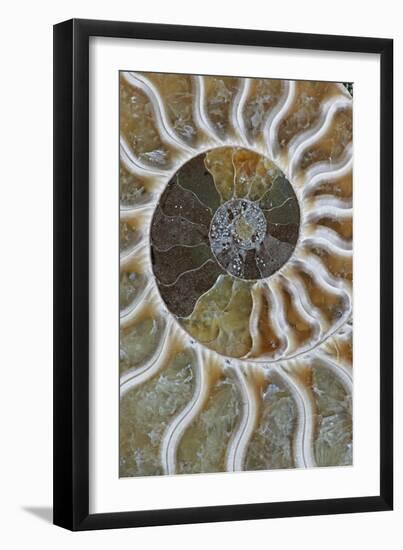 Fossil Ammonite-null-Framed Photographic Print