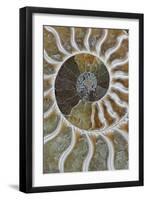 Fossil Ammonite-null-Framed Photographic Print