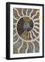 Fossil Ammonite-null-Framed Photographic Print