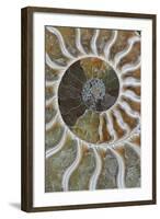 Fossil Ammonite-null-Framed Photographic Print