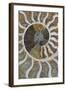 Fossil Ammonite-null-Framed Photographic Print