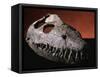 Fossil Crocodile Skull-Layne Kennedy-Framed Stretched Canvas