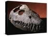 Fossil Crocodile Skull-Layne Kennedy-Stretched Canvas