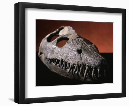 Fossil Crocodile Skull-Layne Kennedy-Framed Photographic Print