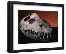 Fossil Crocodile Skull-Layne Kennedy-Framed Photographic Print