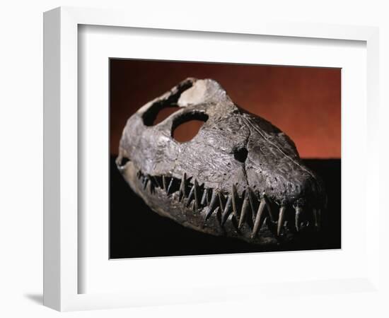 Fossil Crocodile Skull-Layne Kennedy-Framed Photographic Print