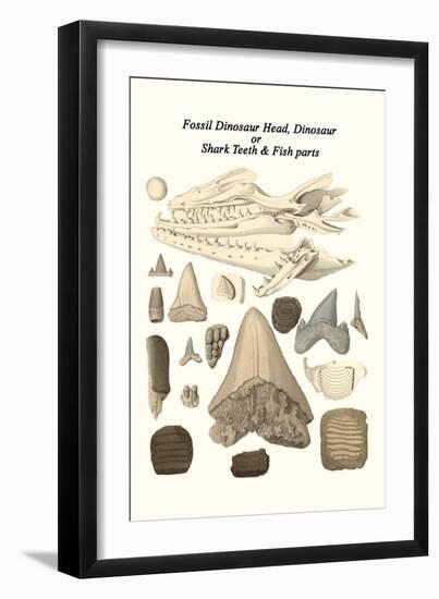 Fossil Dinosaur Head, Dinosaur or Shark Teeth and Fish Parts-James Parkinson-Framed Art Print