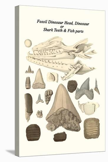 Fossil Dinosaur Head, Dinosaur or Shark Teeth and Fish Parts-James Parkinson-Stretched Canvas