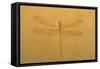 Fossil Dragonfly, Green River Formation-null-Framed Stretched Canvas