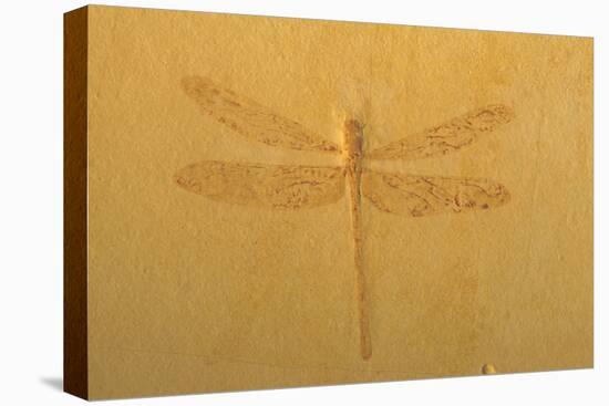 Fossil Dragonfly, Green River Formation-null-Stretched Canvas