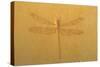 Fossil Dragonfly, Green River Formation-null-Stretched Canvas