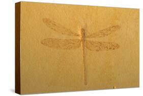 Fossil Dragonfly, Green River Formation-null-Stretched Canvas