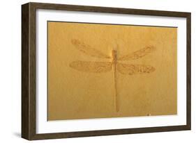 Fossil Dragonfly, Green River Formation-null-Framed Photographic Print