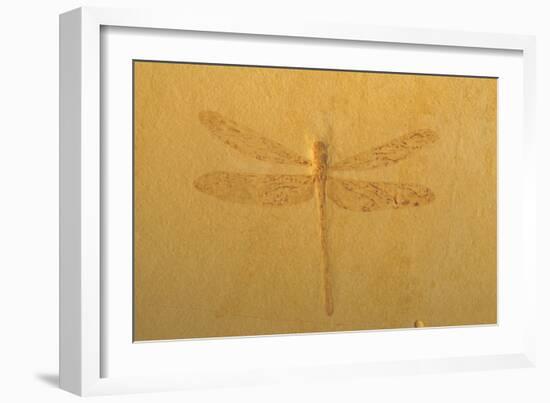 Fossil Dragonfly, Green River Formation-null-Framed Photographic Print