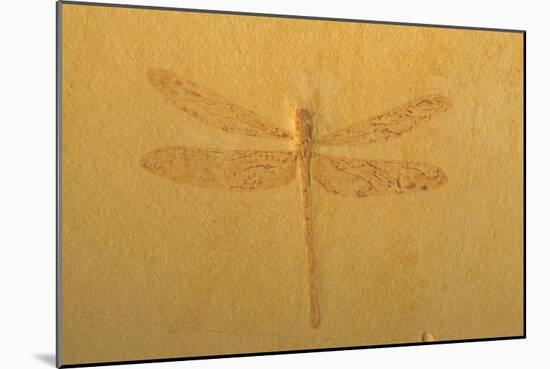 Fossil Dragonfly, Green River Formation-null-Mounted Photographic Print