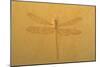 Fossil Dragonfly, Green River Formation-null-Mounted Photographic Print