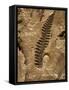 Fossil Fern Found in the Vermillion Grove Coal Mine in Illinois-Layne Kennedy-Framed Stretched Canvas