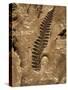 Fossil Fern Found in the Vermillion Grove Coal Mine in Illinois-Layne Kennedy-Stretched Canvas