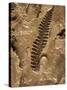 Fossil Fern Found in the Vermillion Grove Coal Mine in Illinois-Layne Kennedy-Stretched Canvas
