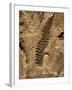 Fossil Fern Found in the Vermillion Grove Coal Mine in Illinois-Layne Kennedy-Framed Photographic Print