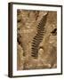 Fossil Fern Found in the Vermillion Grove Coal Mine in Illinois-Layne Kennedy-Framed Photographic Print