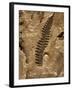 Fossil Fern Found in the Vermillion Grove Coal Mine in Illinois-Layne Kennedy-Framed Photographic Print