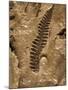 Fossil Fern Found in the Vermillion Grove Coal Mine in Illinois-Layne Kennedy-Mounted Photographic Print