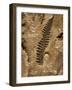 Fossil Fern Found in the Vermillion Grove Coal Mine in Illinois-Layne Kennedy-Framed Photographic Print