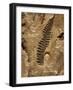 Fossil Fern Found in the Vermillion Grove Coal Mine in Illinois-Layne Kennedy-Framed Photographic Print