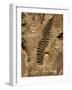 Fossil Fern Found in the Vermillion Grove Coal Mine in Illinois-Layne Kennedy-Framed Photographic Print