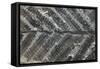 Fossil Fern Permian-null-Framed Stretched Canvas