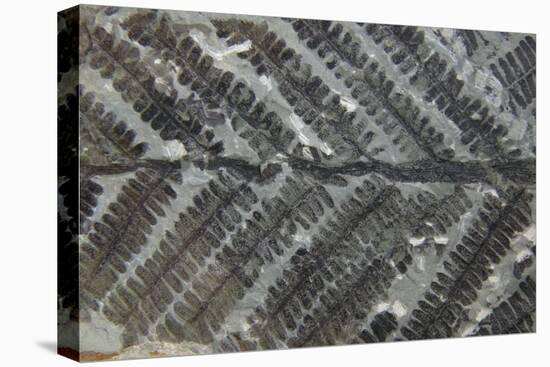 Fossil Fern Permian-null-Stretched Canvas