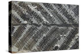 Fossil Fern Permian-null-Stretched Canvas