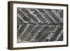 Fossil Fern Permian-null-Framed Photographic Print