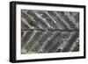 Fossil Fern Permian-null-Framed Photographic Print