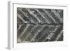 Fossil Fern Permian-null-Framed Photographic Print