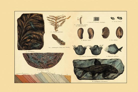 Art Print, , large