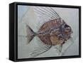 Framed Canvas