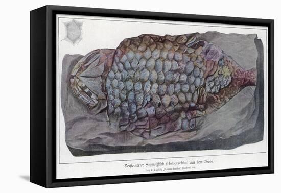 Fossil Holoptychius-null-Framed Stretched Canvas