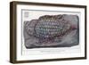 Fossil Holoptychius-null-Framed Art Print