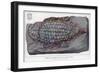 Fossil Holoptychius-null-Framed Art Print