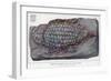 Fossil Holoptychius-null-Framed Art Print