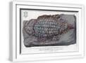White Frame