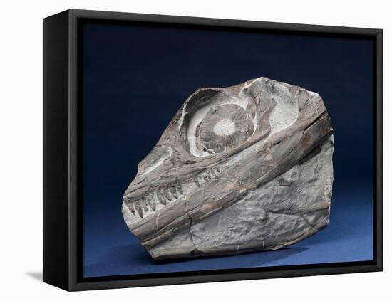 Fossil Icthyosaur Collected by F. W. L. Ross-null-Framed Stretched Canvas