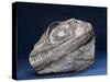 Fossil Icthyosaur Collected by F. W. L. Ross-null-Stretched Canvas